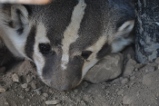 American badger